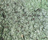 Dirinaria purpurascens image