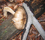 Megacollybia rodmani image