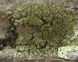 Image of Hyperphyscia minor