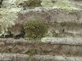 Hyperphyscia minor image