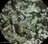 Hyperphyscia minor image