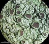 Dirinaria purpurascens image
