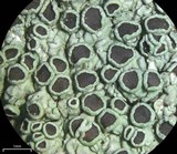 Dirinaria purpurascens image