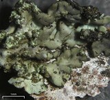Hyperphyscia minor image