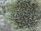 Pyxine berteriana image