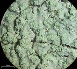 Pyxine cocoës image