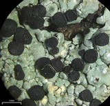 Pyxine berteriana image