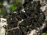 Collema furfuraceum image