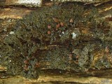 Leptogium chloromelum image