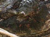 Leptogium chloromelum image