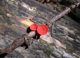 Sarcoscypha occidentalis image