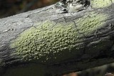 Pertusaria xanthodes image