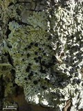 Pyxine berteriana image