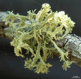 Ramalina complanata image