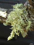 Ramalina complanata image