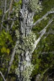 Ramalina complanata image