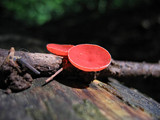 Sarcoscypha occidentalis image
