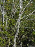 Ramalina complanata image