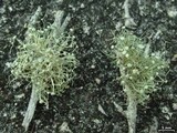 Ramalina stenospora image