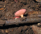 Sarcoscypha occidentalis image