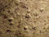 Pertusaria pustulata image