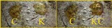 Pertusaria pustulata image