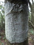 Phlyctis agelaea image