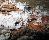 Ceratiomyxa fruticulosa var. fruticulosa image