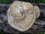 Daedalea quercina image