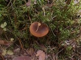 Hygrophoropsis rufa image