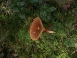 Hygrophoropsis rufa image
