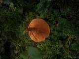 Hygrophoropsis rufa image