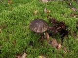 Leccinum variicolor image