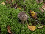 Leccinum variicolor image