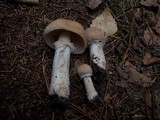 Cortinarius caperatus image