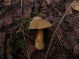 Suillus variegatus image