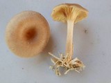 Pseudoarmillariella ectypoides image