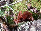 Phaeotremella foliacea image