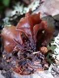 Phaeotremella foliacea image