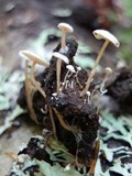 Collybia cirrhata image