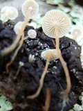 Collybia cirrhata image