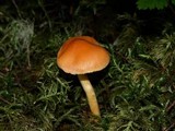 Pholiota astragalina image
