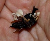 Collybia cookei image