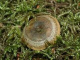 Lactarius aurantiosordidus image