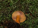 Lactarius aurantiosordidus image