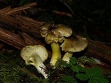 Tricholoma sejunctum image