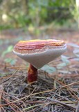 Ganoderma curtisii image