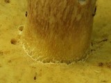 Boletus gertrudiae image