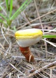 Ganoderma curtisii image