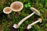 Amanita sect. Vaginatae image